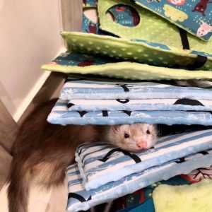 120779655_778699672692799_1652430923815338412_o