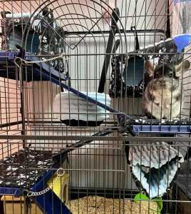 125879865_813722242523875_3396266087170687430_o