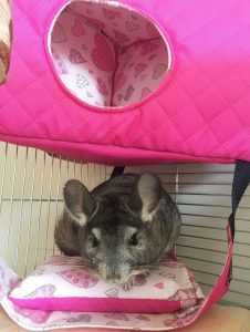 szynszyla w różowym domku