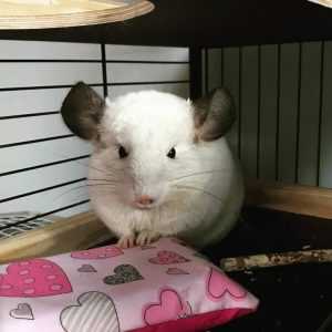 szynszyla z wkładem chłodzącym