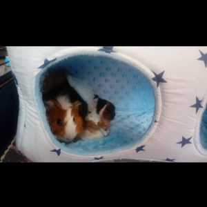 41309179_333706590525445_8287435539922026496_o