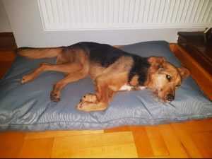 50545010_395690507660386_2440250080846938112_o