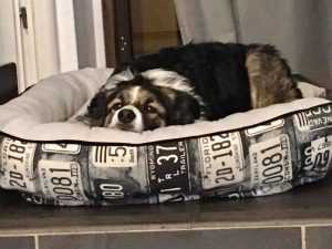 83225089_624576418105126_4845254667925454848_n