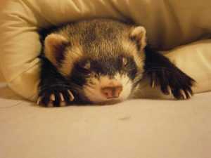 ferret, relax, tenderness-660547.jpg