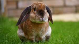 rabbit, garden, bunny-1422882.jpg