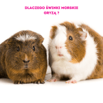 dlaczego świnki morskie gryzą