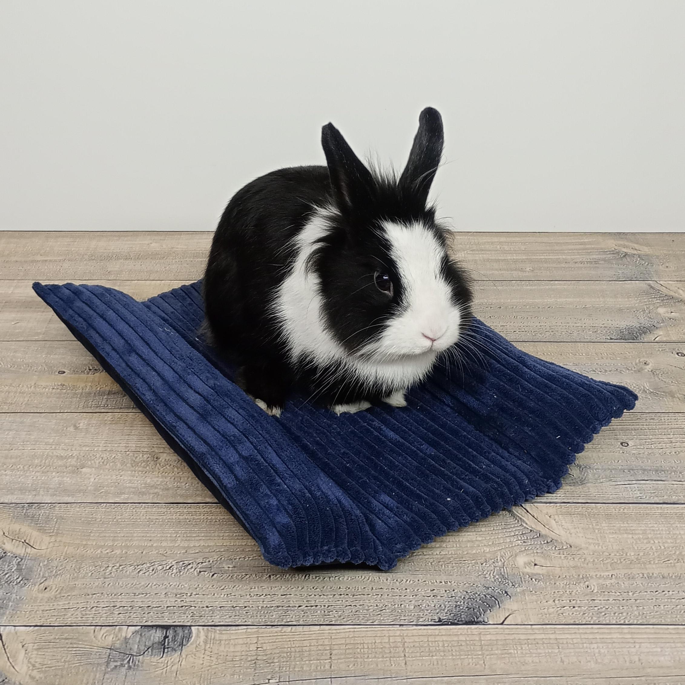 Podłużna mata dla królika