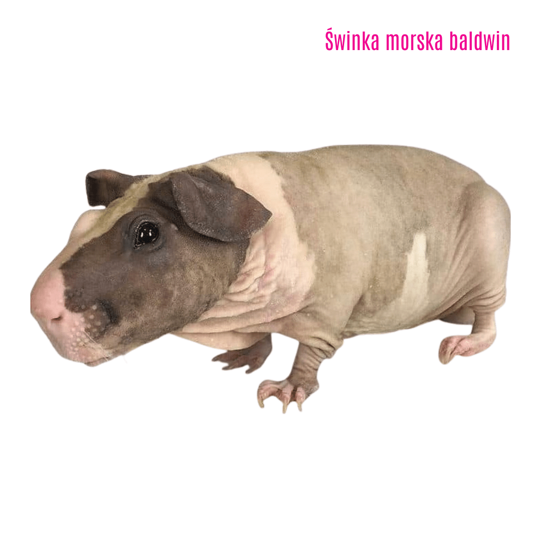 9. Świnka morska baldwin