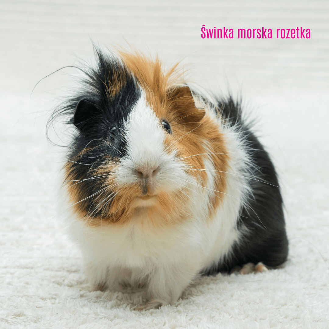 Świnka morska rozetka