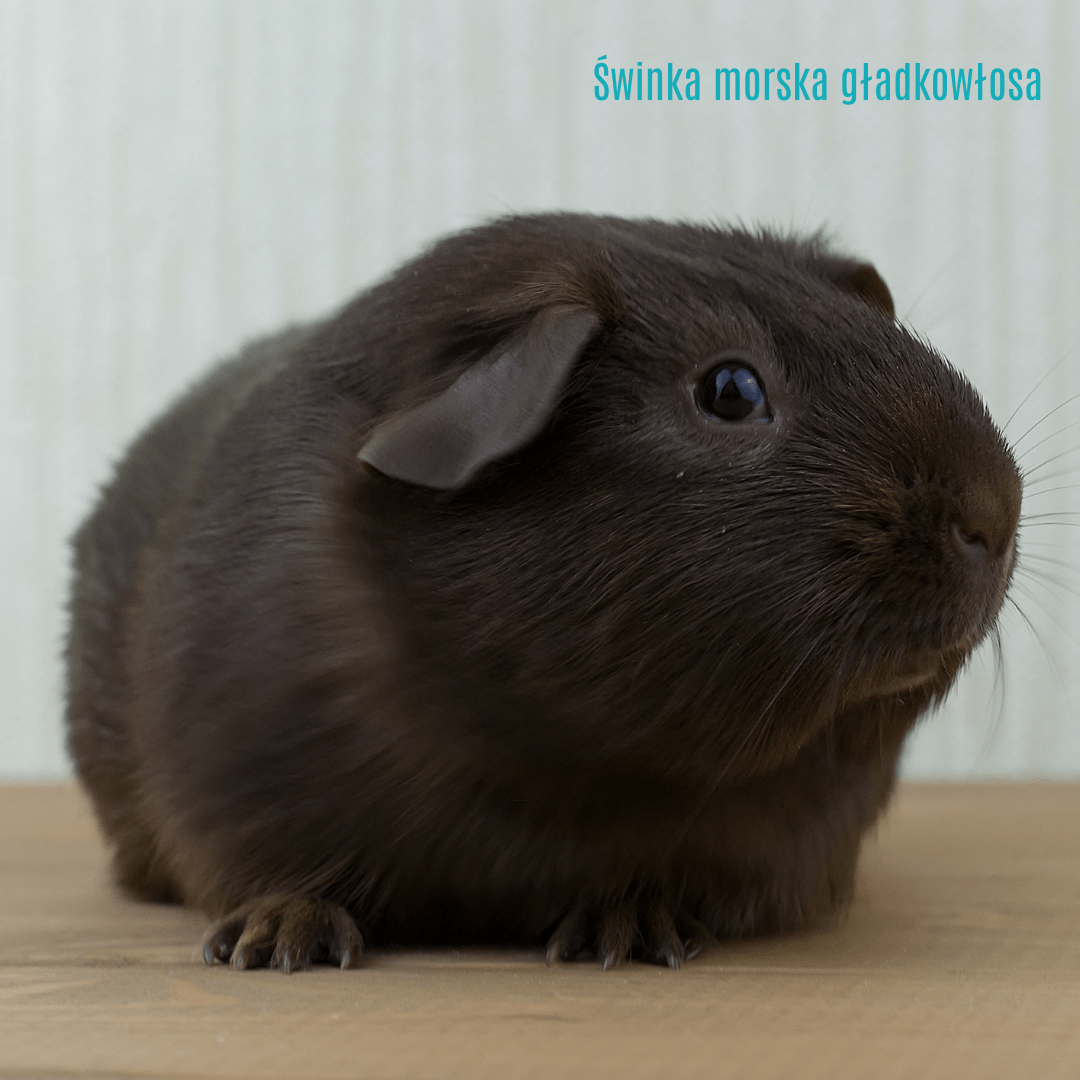 Świnka morska gładkowłosa (American/English)