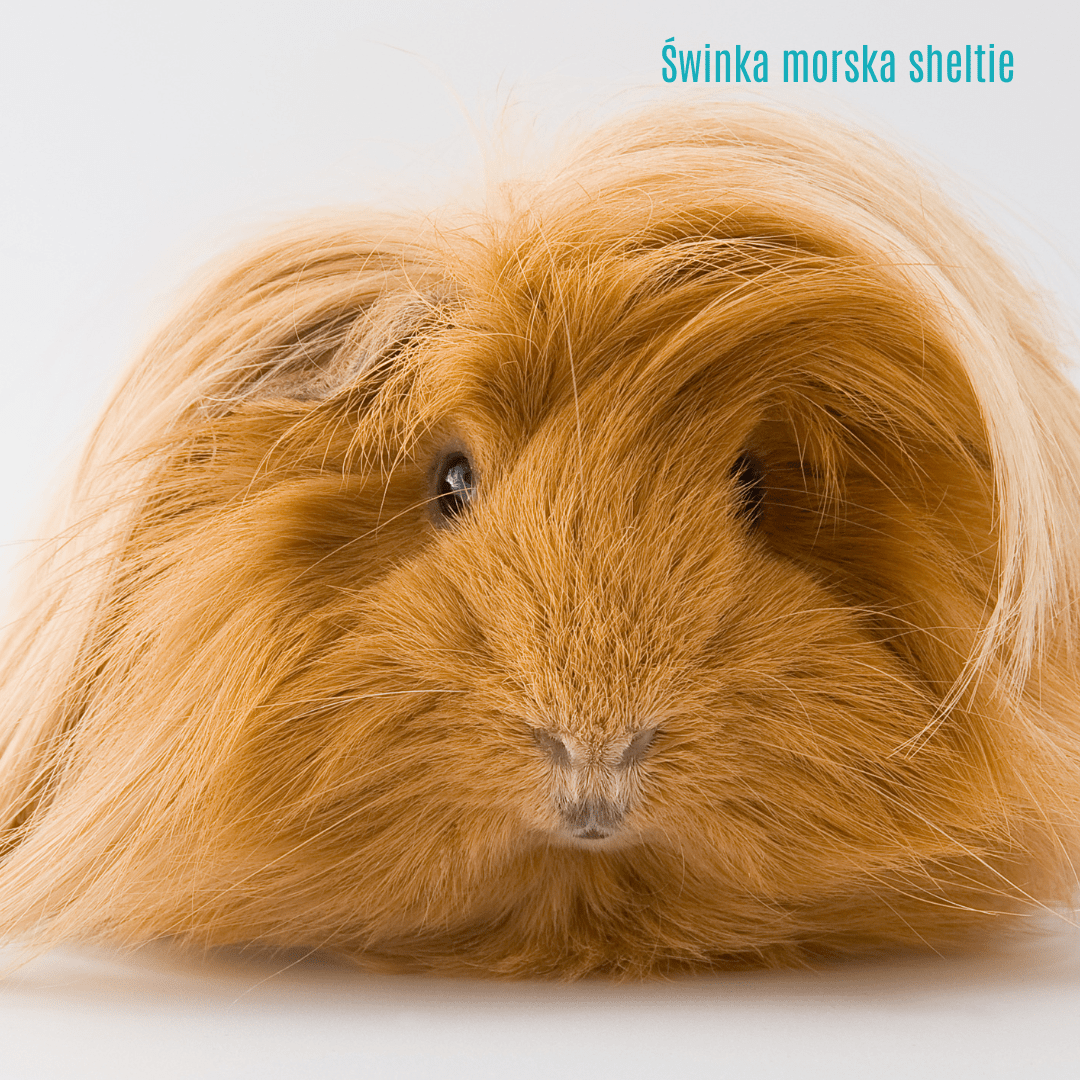 4. Świnka morska sheltie (Silkie)