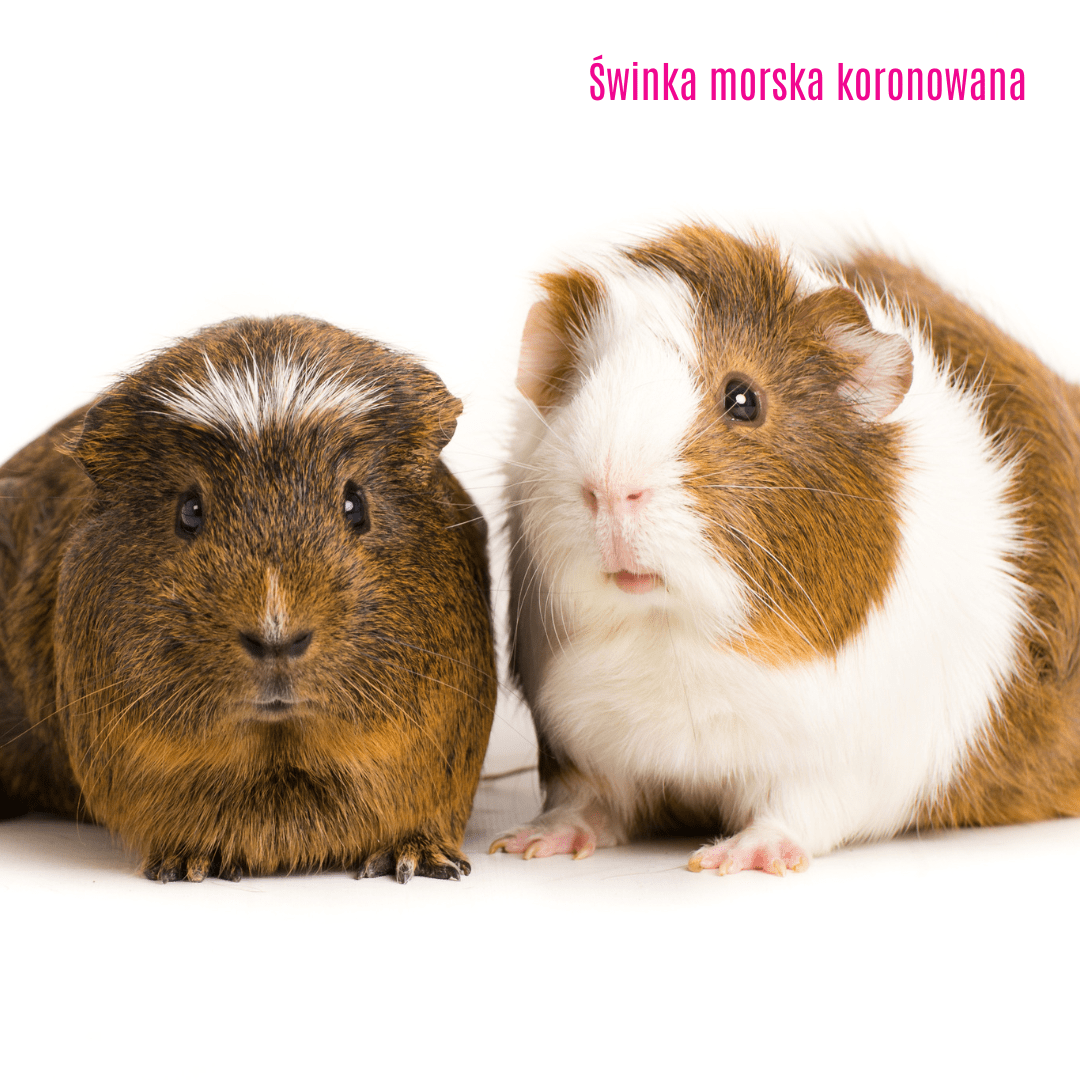 5. Świnka morska koronowana (Crested)