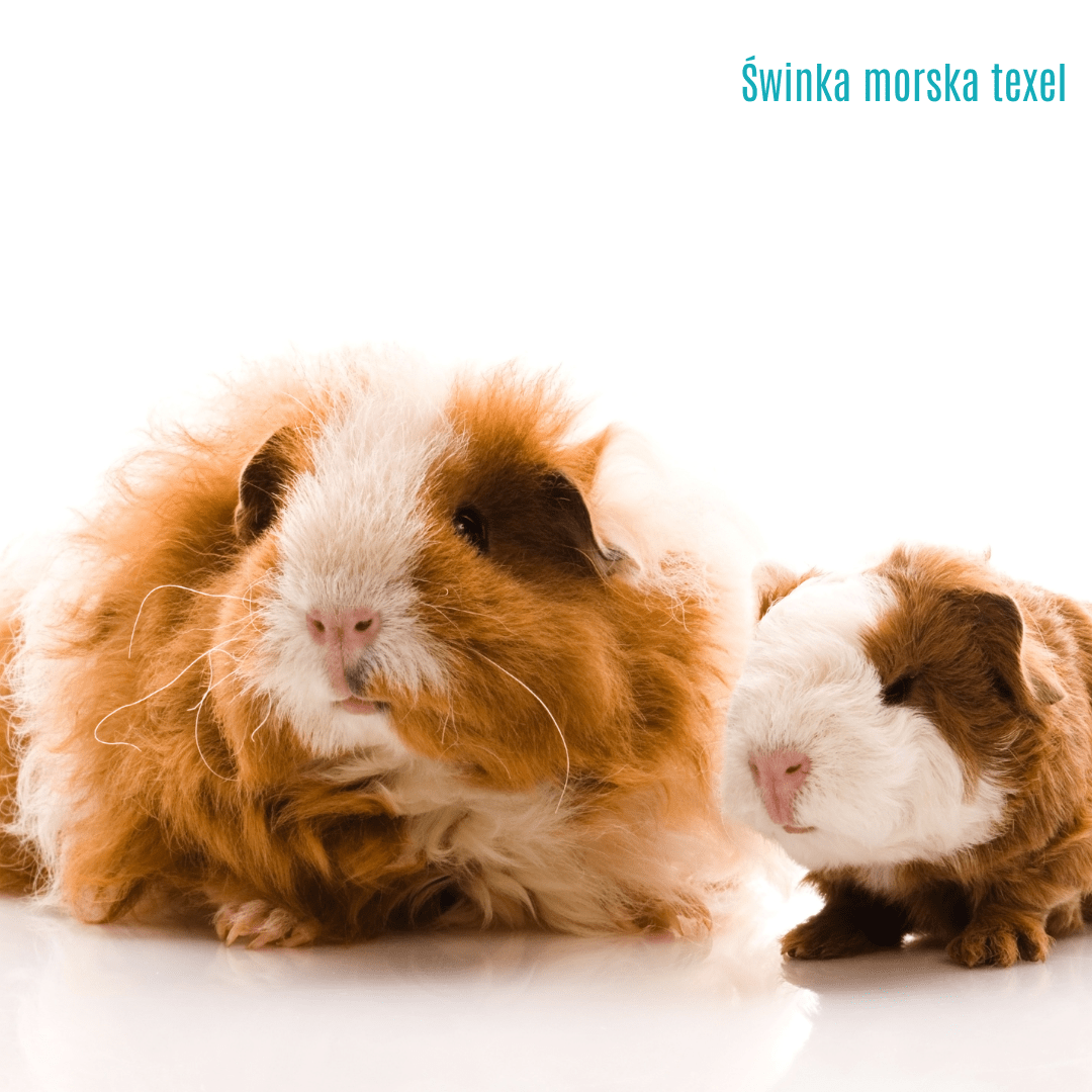 6. Świnka morska texel