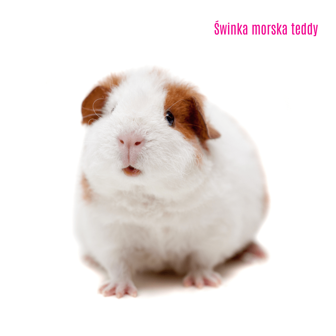 7. Świnka morska teddy