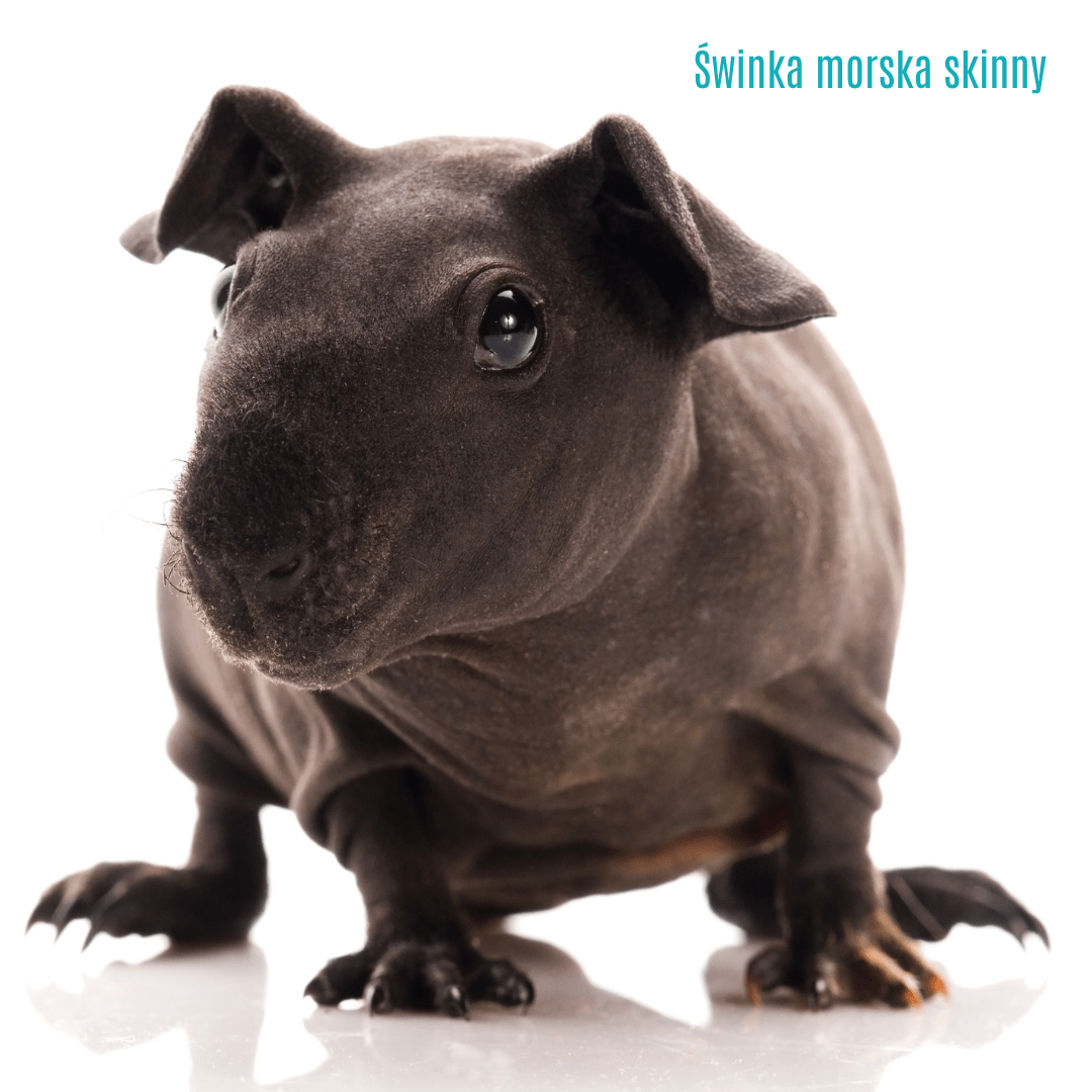 8. Świnka morska skinny (bez sierści)